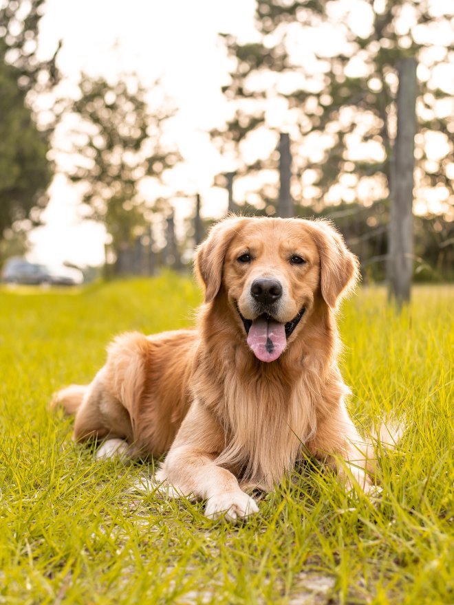 Un cane all'aperto durante il soggiorno